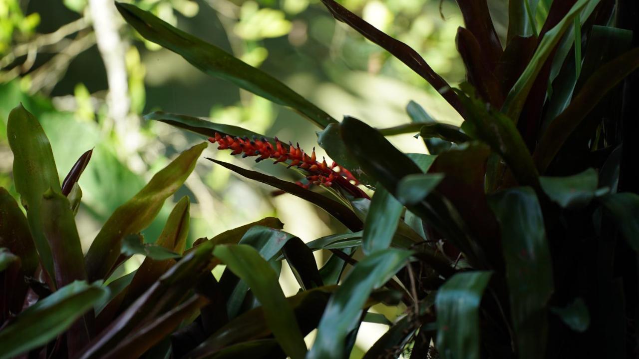 Finca La Argelia Quimbaya Dış mekan fotoğraf