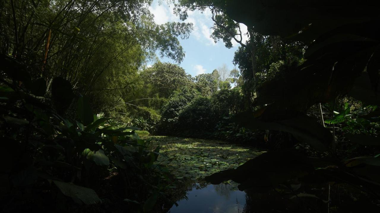 Finca La Argelia Quimbaya Dış mekan fotoğraf